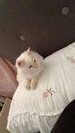 hankatt