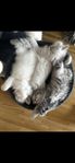 Kattungar Ragdoll / British longhair