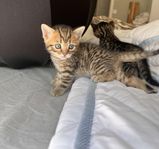 Bengal /Brittisk korthår kattungar
