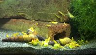 Yellow Stripe akvarieräkor sötvatten