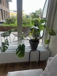 Monstera