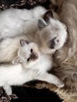 Ragdoll kattungar 