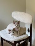 Devon Rex hanar