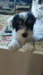 Yorkshireterrier / Biewer valp
