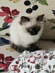 Ragdoll/Huskattunge