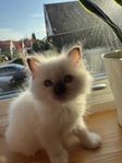  Helig Birma tjej född 29 maj