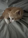 kattungar säljes orange/sköldpaddsfärgad/svartvit