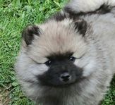 Keeshond tik