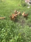 värphöns flock med tupp