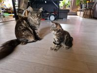 Halv Maine Coon-kattunge söker nytt hem