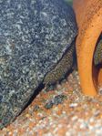 Ancistrus sp.Rio Tocantins 