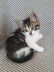 Kattunge 