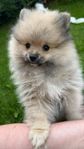 SKK reggade Pomeranian valpar