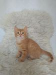 Kattungar