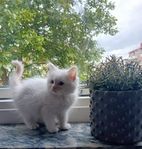 Ragdoll kattungar