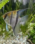 Scalare Manacapuru red back , 4 st ungdjur