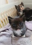 Kattunge