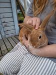 Kaniner, marsvin, hamster