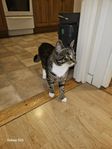 katten kiko