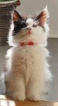 Norsk skogkatt kattunge 