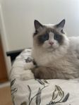 Ragdoll