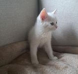 Turkisk angora blandras, hane. 