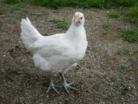 Poule de Bresse / Bresse Gauloise - höns 
