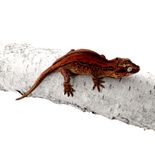 15g Gargoyle gecko 0.0.1