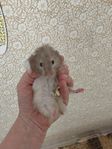 Hamster 