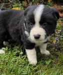 hundvalp 