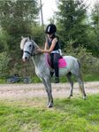 Vackert Welsh Partbred Sto