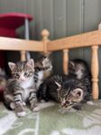 Kattungar leveransklara första veckan i augusti