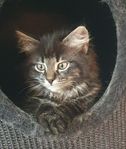 kattunge 