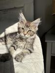 Maine coon kattunge med stamtavla