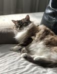 Ragdoll 