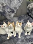 Fyra underbara kattungar söker nya hem!