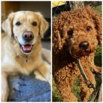 Goldendoodle valpar väntas