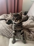 2 kattungar (systrar) söker sitt förevigthem