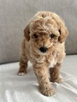 75% pudel 25% bichon frise