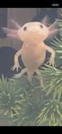 Axolotl ungar 