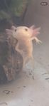 Axolotl ungar 