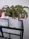 Diverse Växter - Monstera, Fredskalla, Zamiakulkas m.fl.