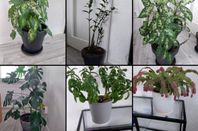 Diverse Växter - Monstera, Fredskalla, Zamiakulkas m.fl.