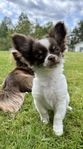 chihuahua valp hane lh SKK 