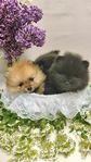 pomeranian  renrasiga valpar
