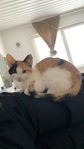 Kattunge söker nytt hem – med alla tillbehör!