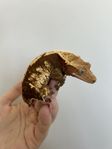 ögonfransgecko hona