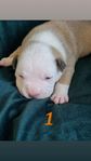 bully pocket valpar