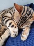 bengal kattungar flyttklara
