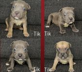 American bullys